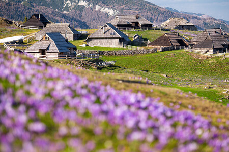 Cvetoča Velika planina – informacije za obiskovalce (4)